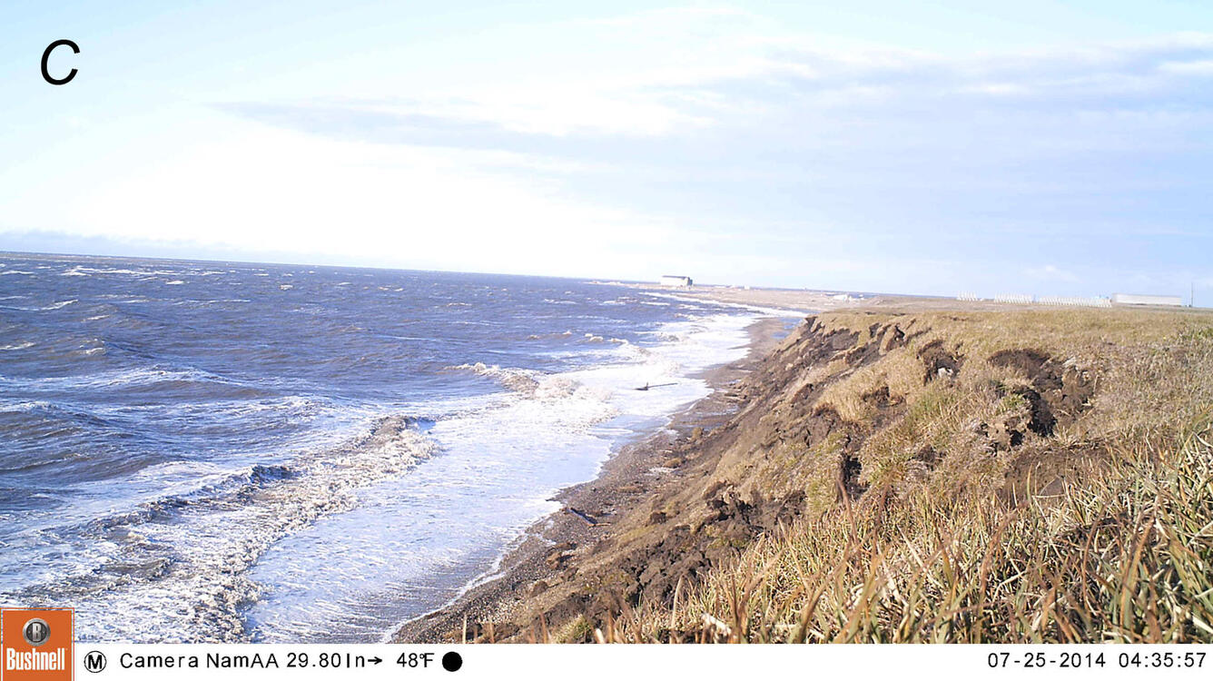 View along a grassy coastal bluff that is slumping into the ocean.