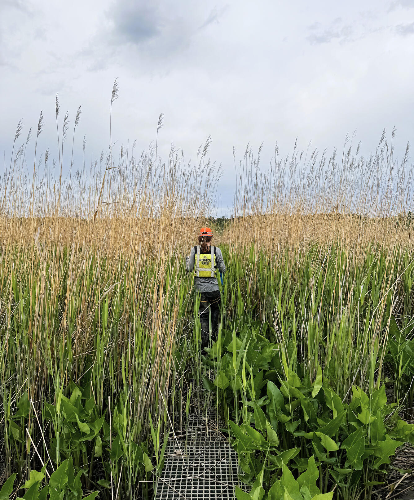 A USGS employee walks on a raised platform during wetland monitoring in Sweet Hall Marsh, VA