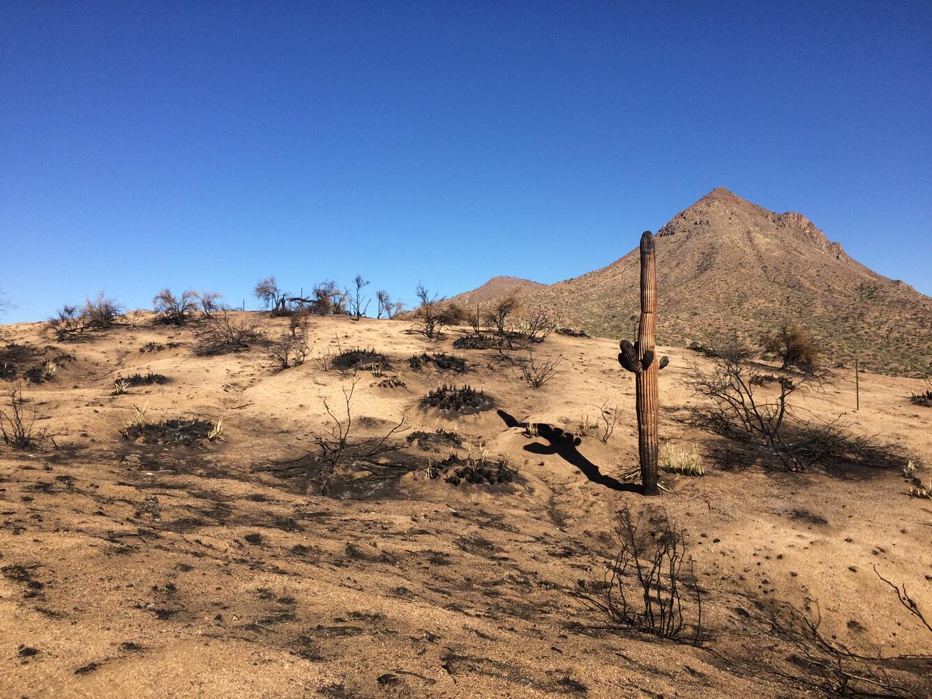 A burned landscape in the Sonoran Desert; the ground is mostly bare with a few black, burned shrubs and there is a burned, dead saguaro cactus in the foreground