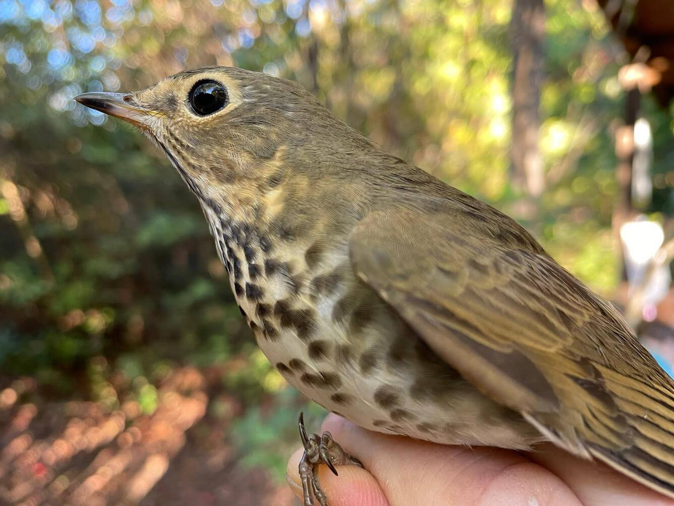 A bird in the hand that's brown on its back and has a spotted belly.