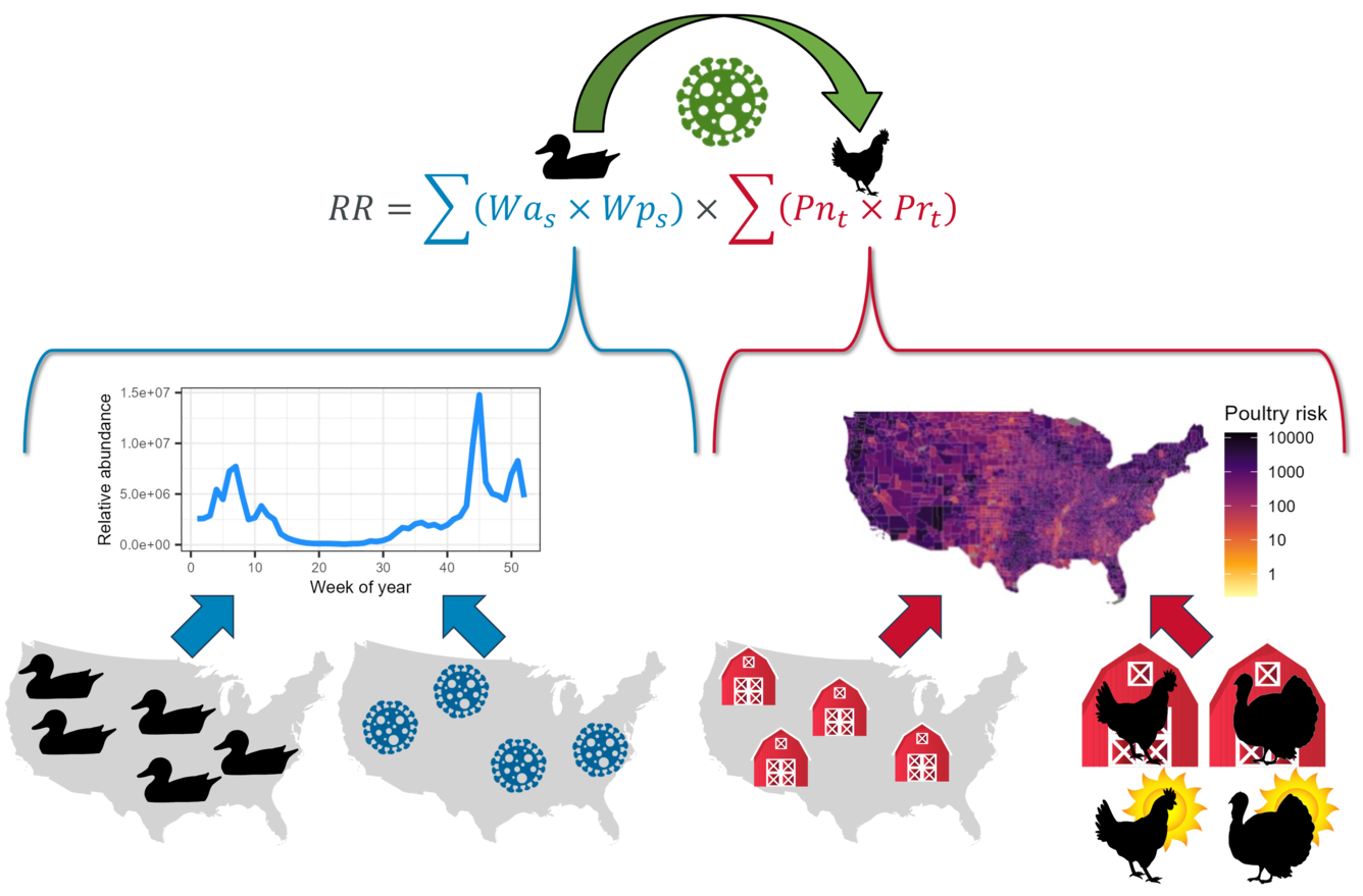 Graphic breakdown of HPAI transmission modeling approach