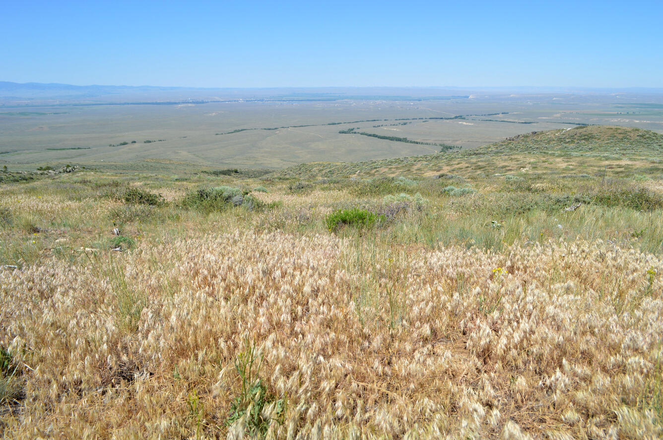 large field and landscape 