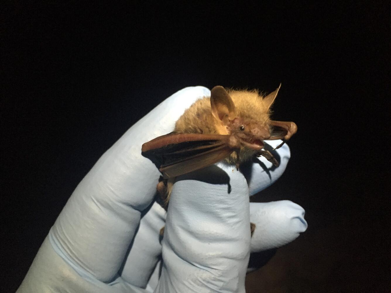 Photo of a gloved hand holding a tricolored bat