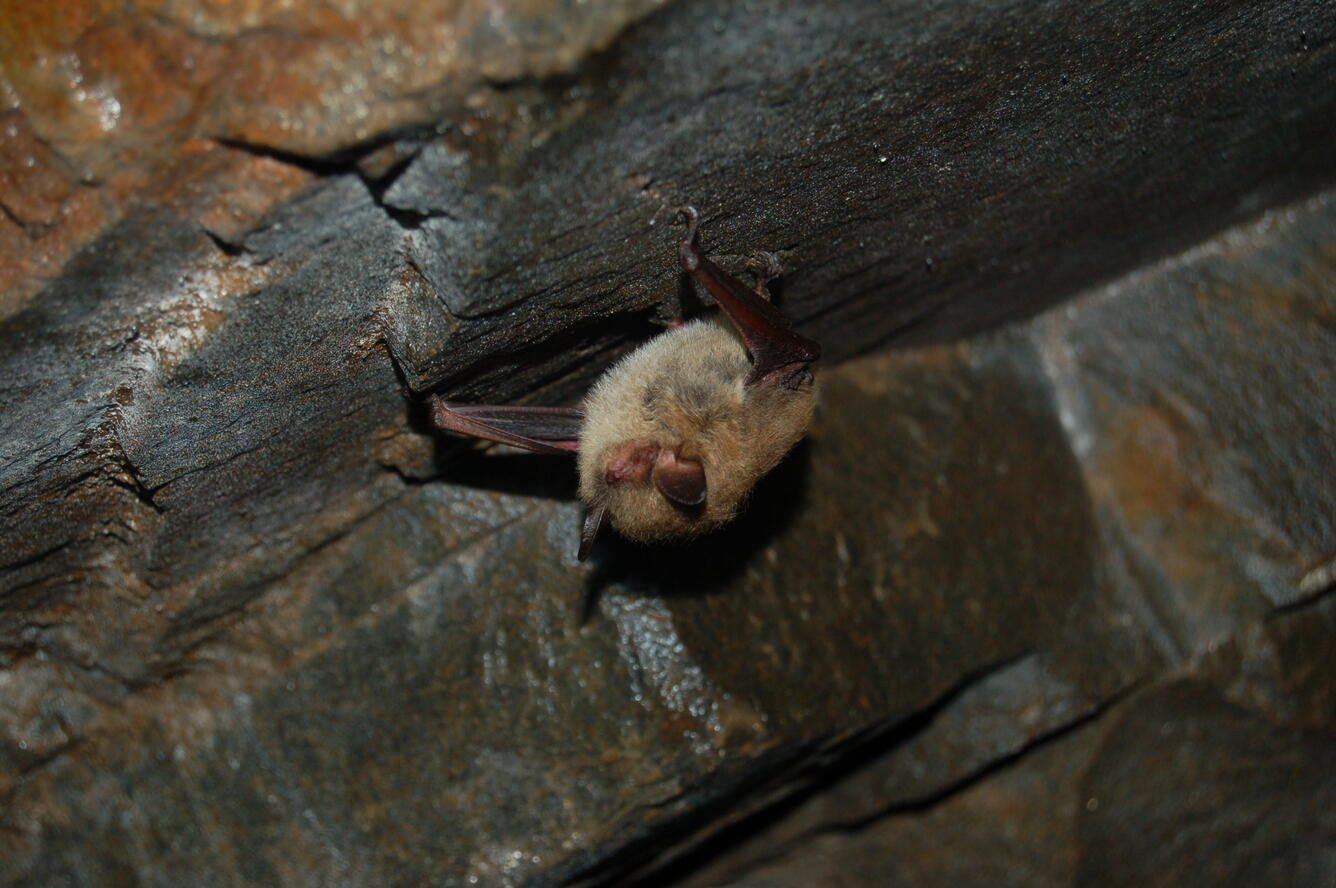 photo of bat perched upside-down on a rock wall