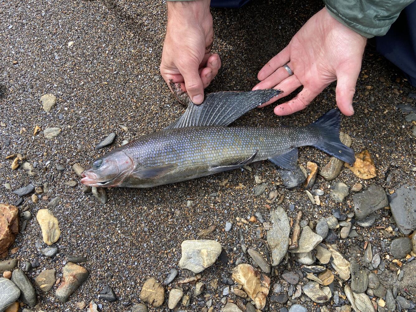 Grey fish with large dorsal fin laying on sand.