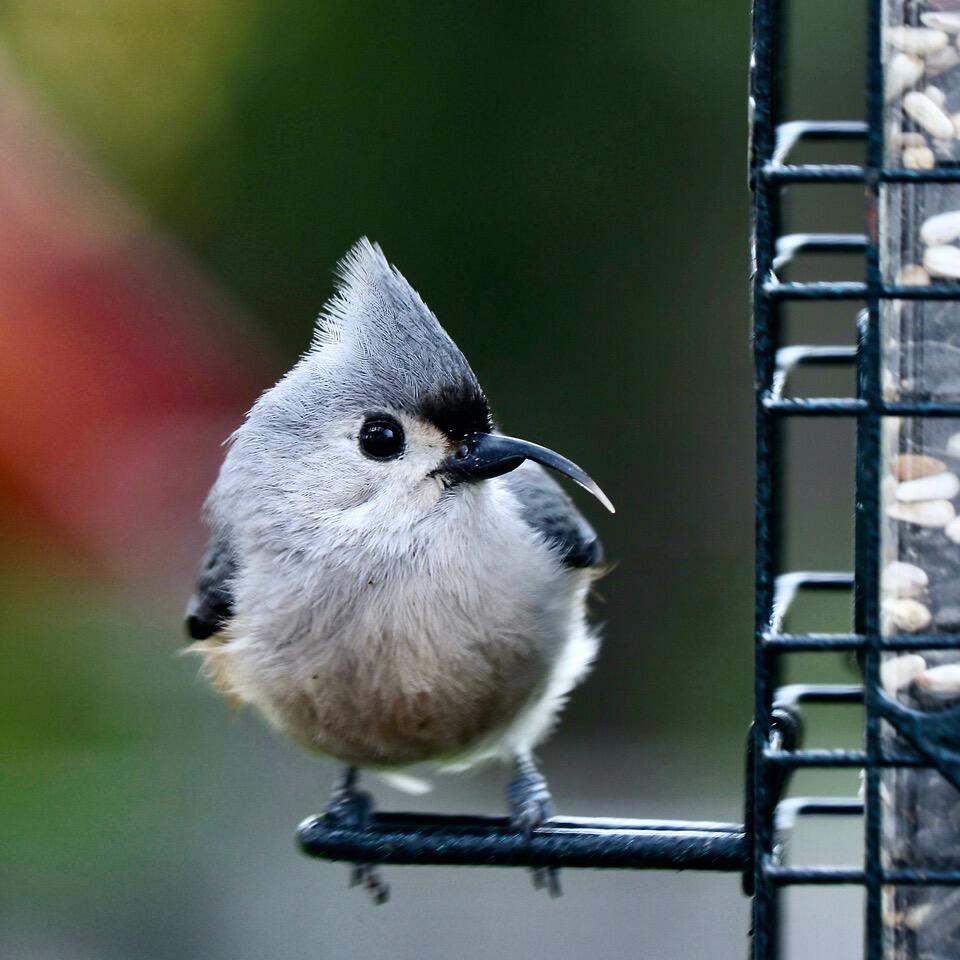 Small gray and white bird with a black patch of feathers above an elongated bill perched at a bird feeder.