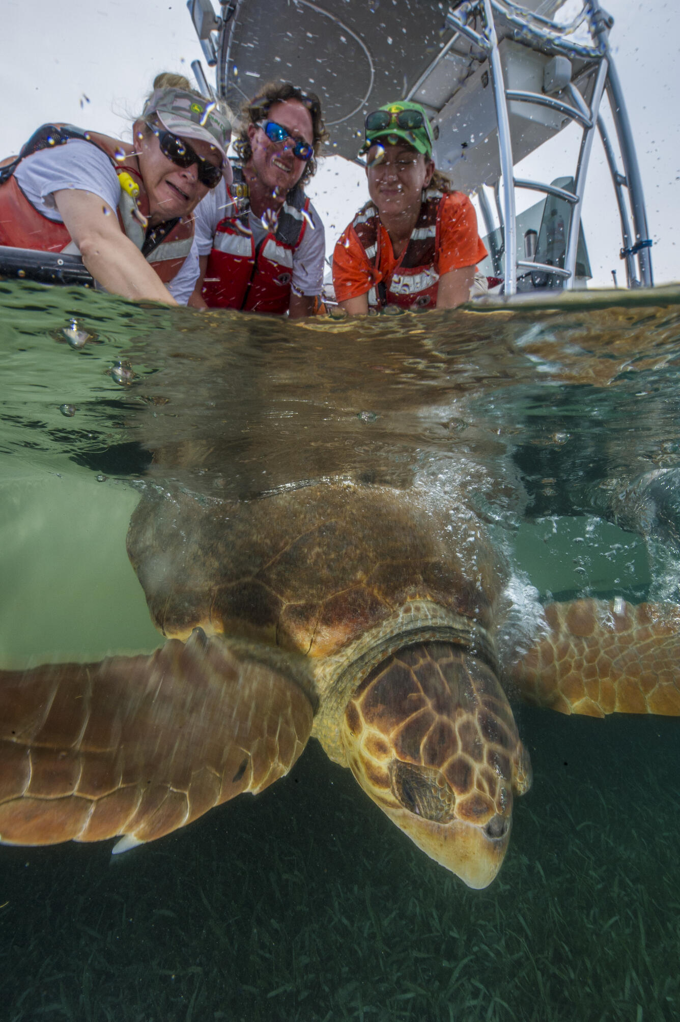 Turtle Release