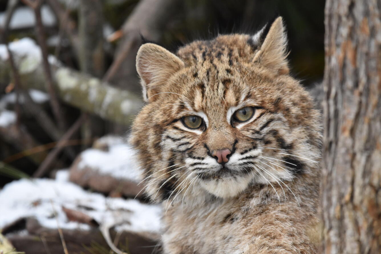 A bobcat stares into the camera from behind a tree.
