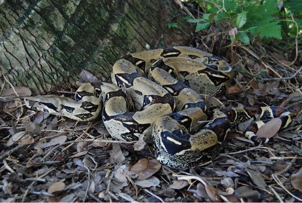 A boa constrictor in southern Miami, Florida