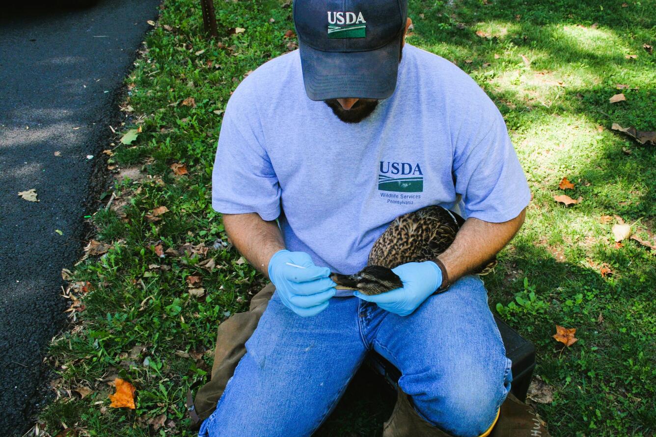 A person in gloves and hat swabs the mouth of a duck
