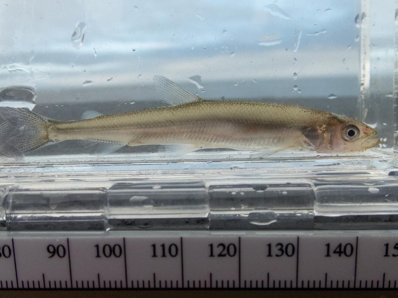 Arctic smelt in clear container with ruler at bottom for scale.