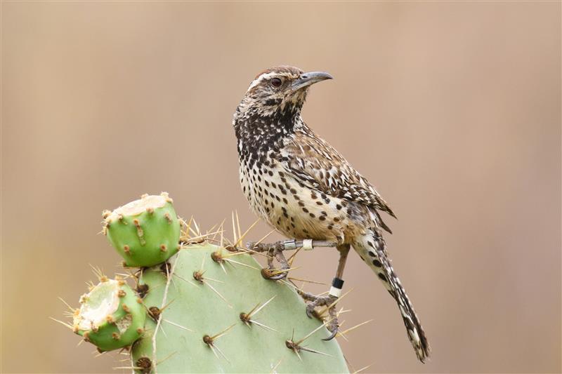 A small brown speckled bird sits on a green cactus