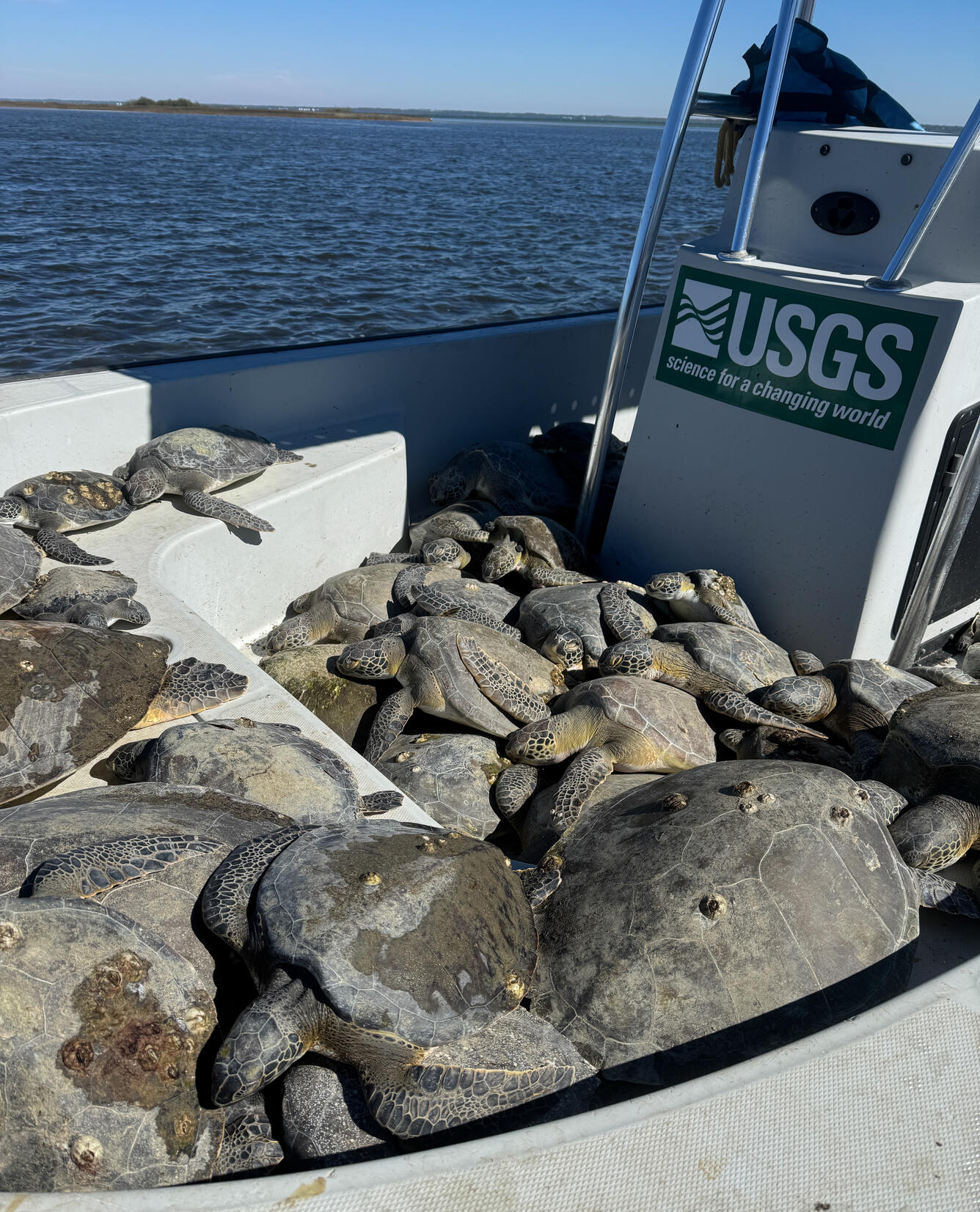A boat full of cold-stunned sea turtles bask in the hull of a USGS boat. 