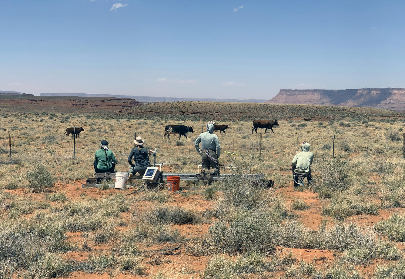 Four researchers watch cows passing by a fenced study site on the Colorado Plateau, Utah