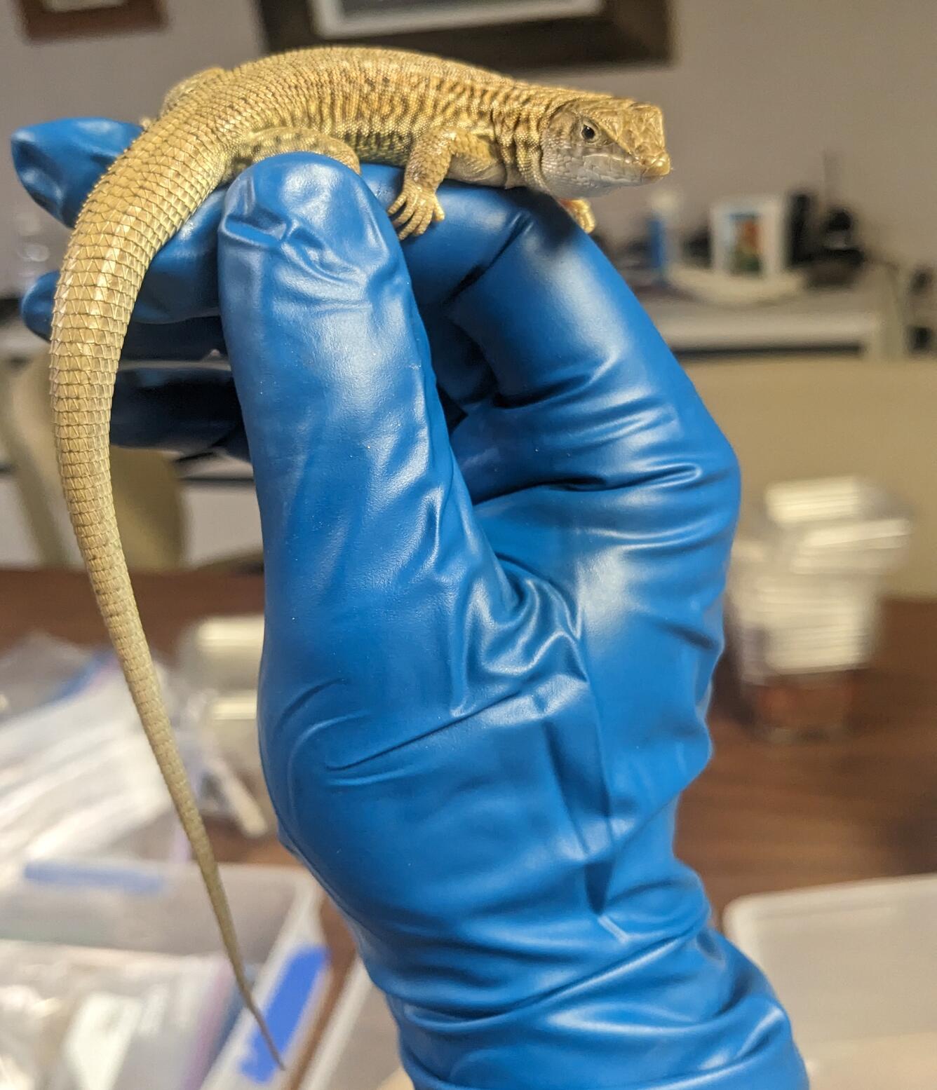 a brown lizard with an extremely long tail perched on a gloved hand