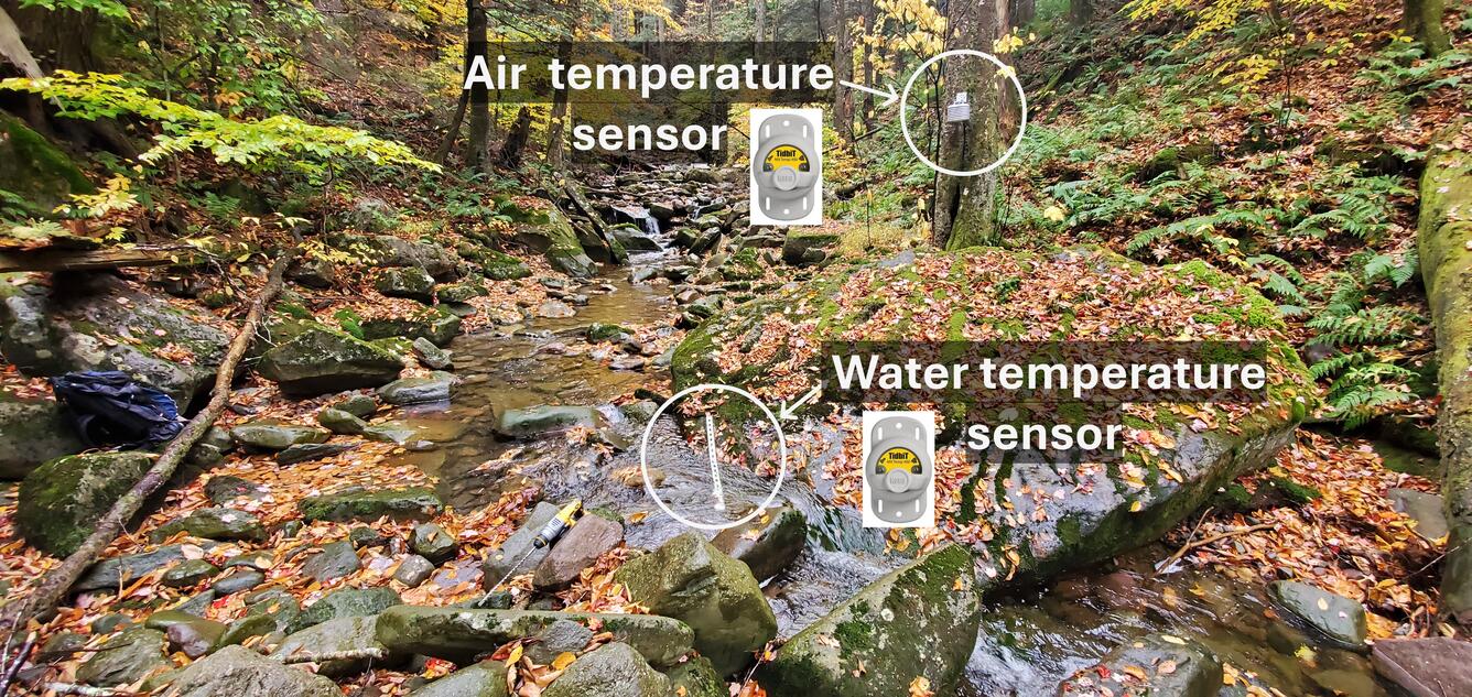 Photo of a water temperature sensor in a small wooded stream and an air temperature sensor strapped to a nearby tree