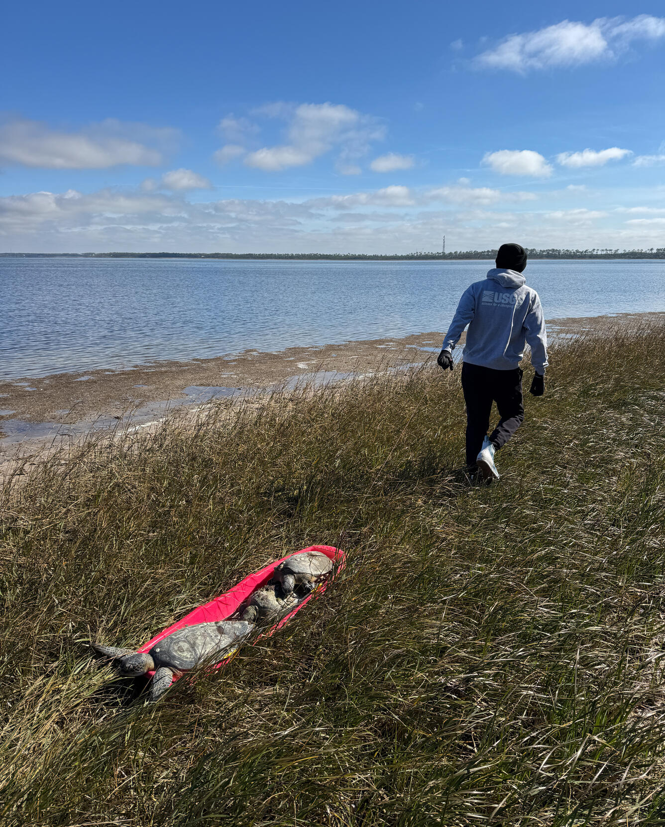 A man in a USGS sweatshirt pulls a sled through sea grass by the ocean filled with sea turtles.