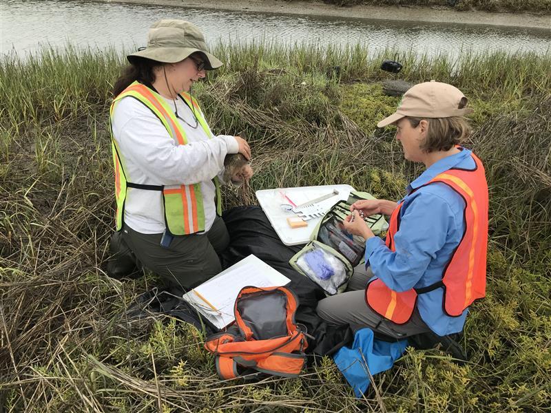 Two people in reflective vests crouch in tall grasses near water collecting samples from a bird