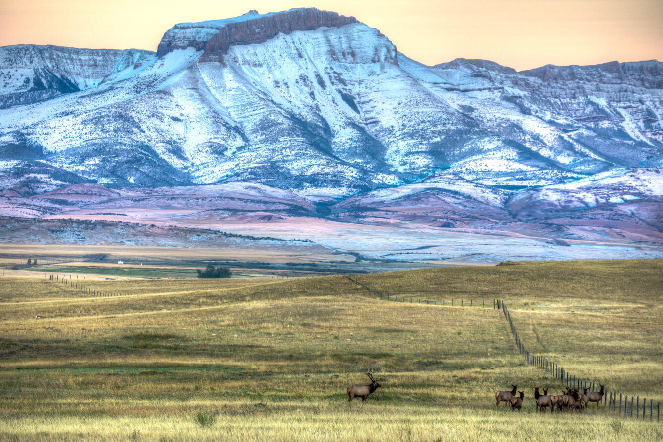 Ear Mountain in the background, with herds of elk in the foreground. The sun is setting, casting an orange and blue glow over the whole scene.