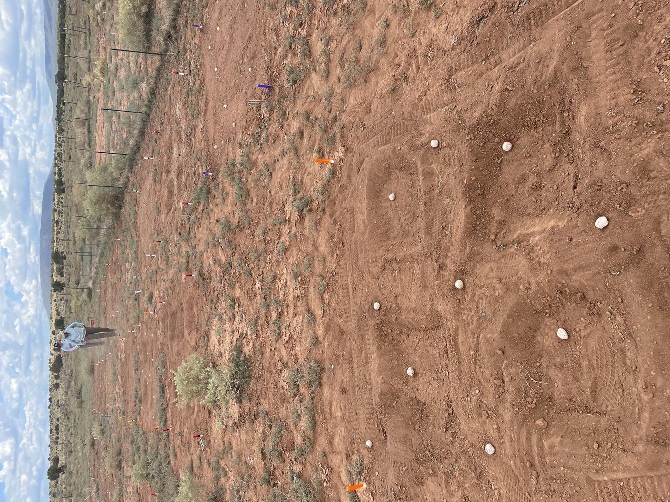 White clay seed balls sit in small depressions on bare ground