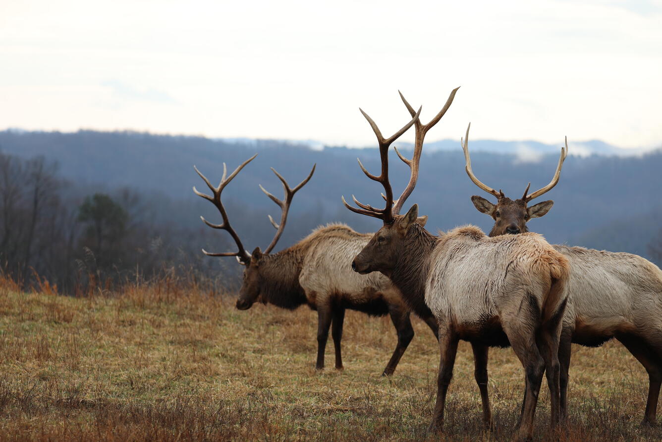 Three bull elk (Cervus canadensis) in Virginia