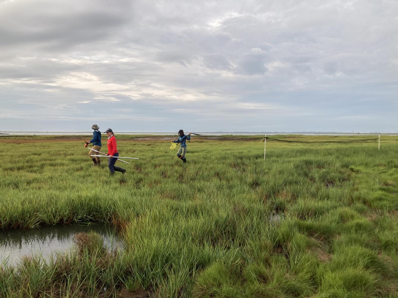 A field crew setting up mistnets to capture Saltmarsh Sparrows at Wallops Island National Wildlife Refuge