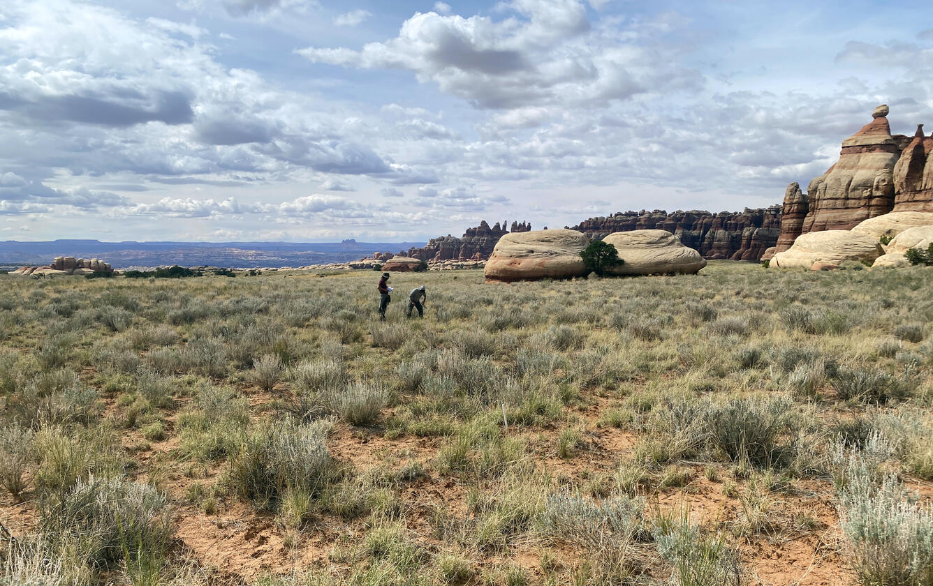 Researchers examine vegetation and soil in Canyonlands NP, with a backdrop of rock formations and a wide-open landscape