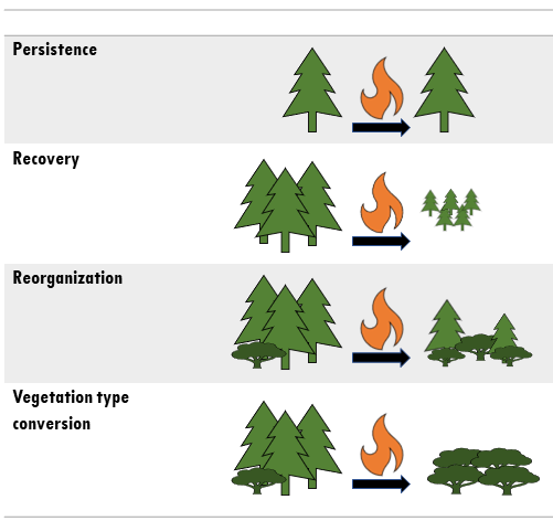 Chart showing different pathways following fire, from a forest that stays the same, to one that regenerates, to one that changes species composition, to total type conversion