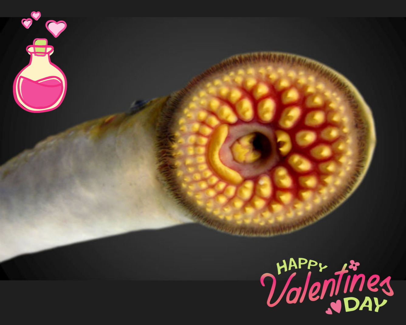 Image of the underside of a sea lamprey