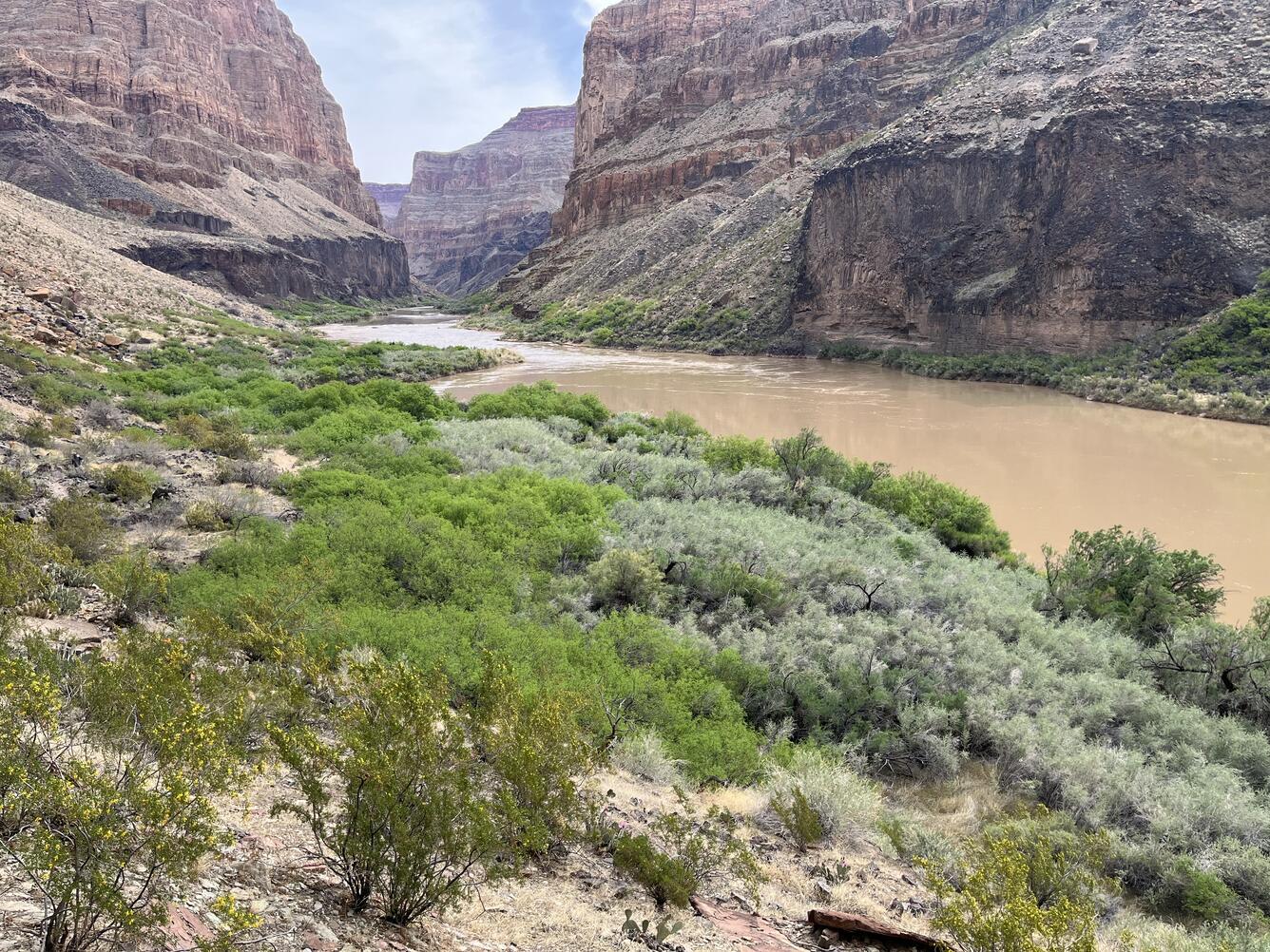 Riparian trees and shrubs grow along the canyons in the sediment-filled Colorado River in Grand Canyon
