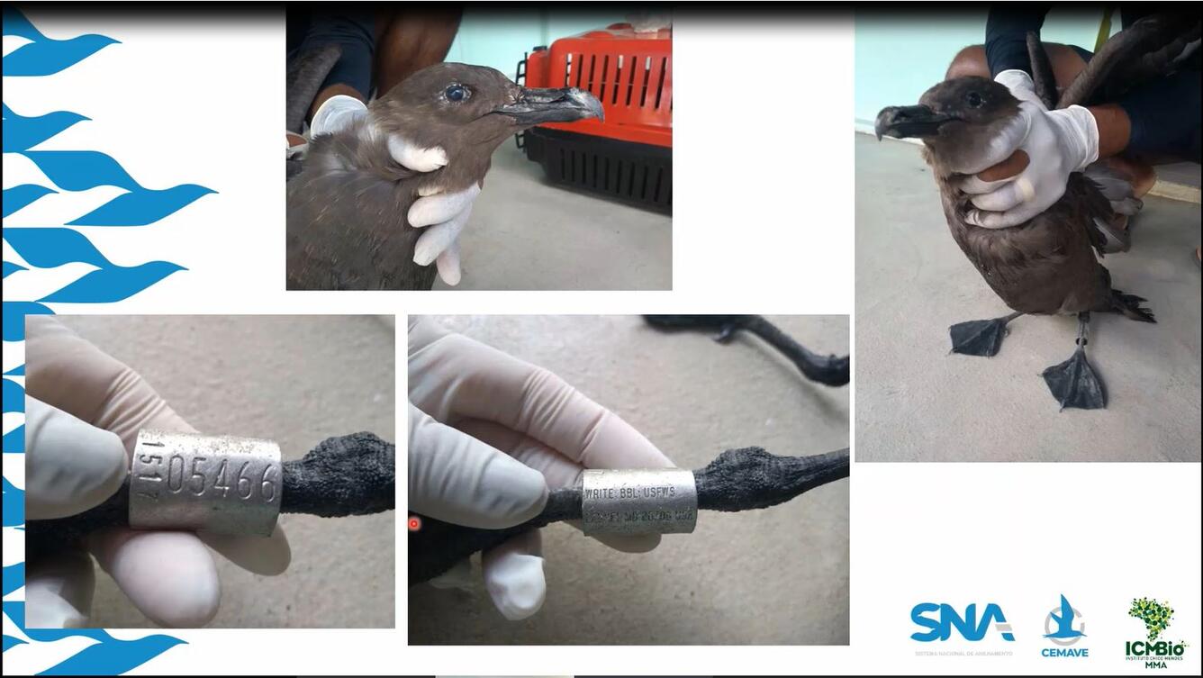 Brazil's Scheme receives an encounter for a South Polar Skua  banded in Antarctica with a USGS BBL band.