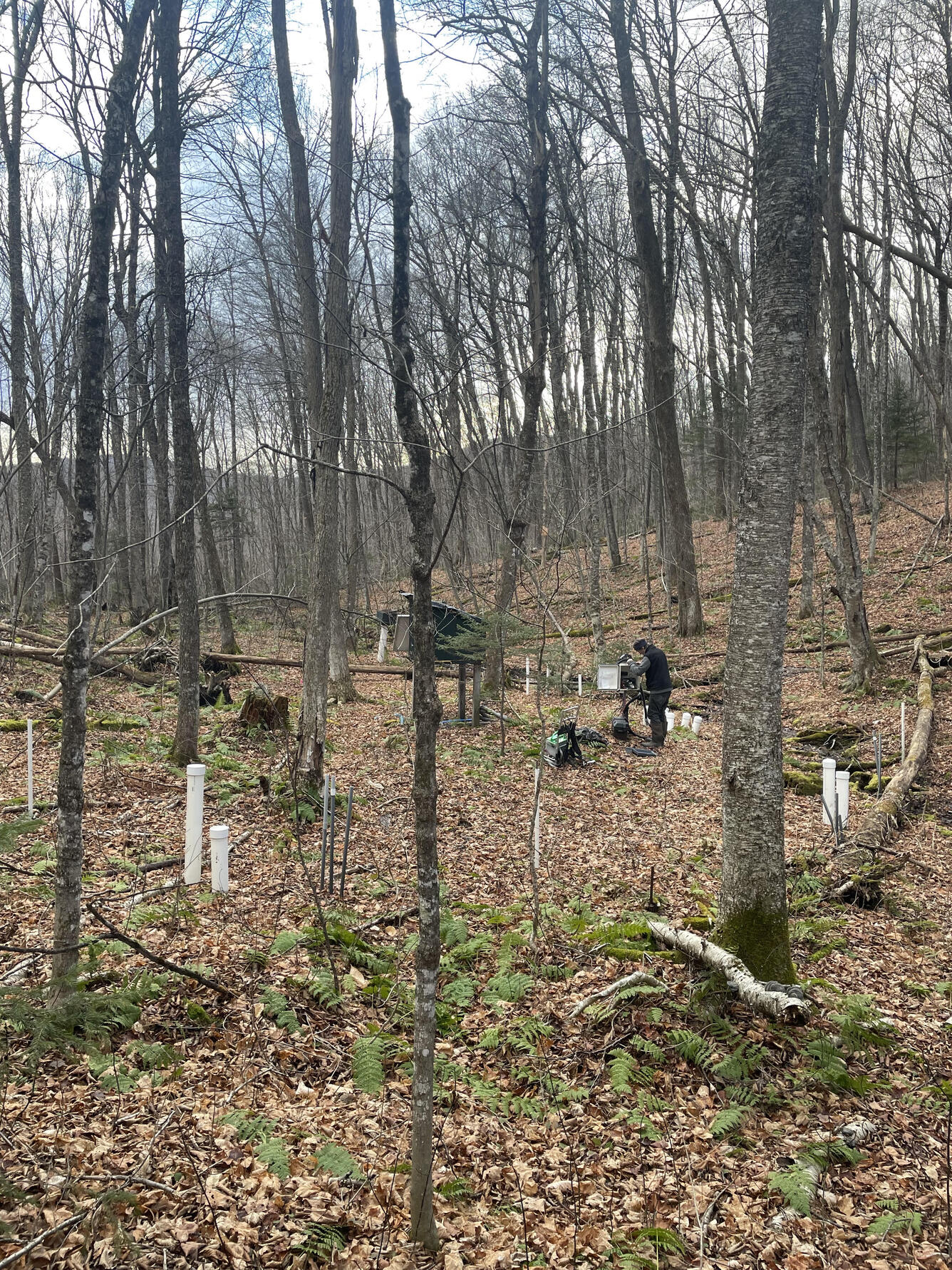A man stands in the woods surrounded by white pipes sticking out of the ground.