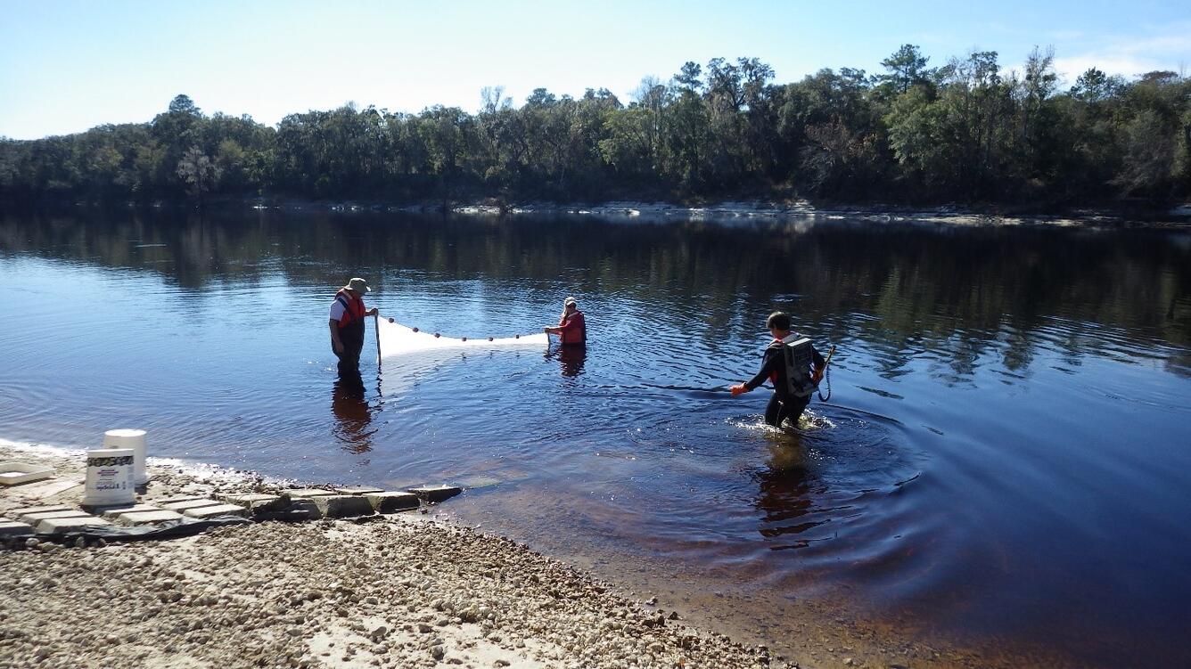 WARC researchers collecting fishes from the Suwannee River