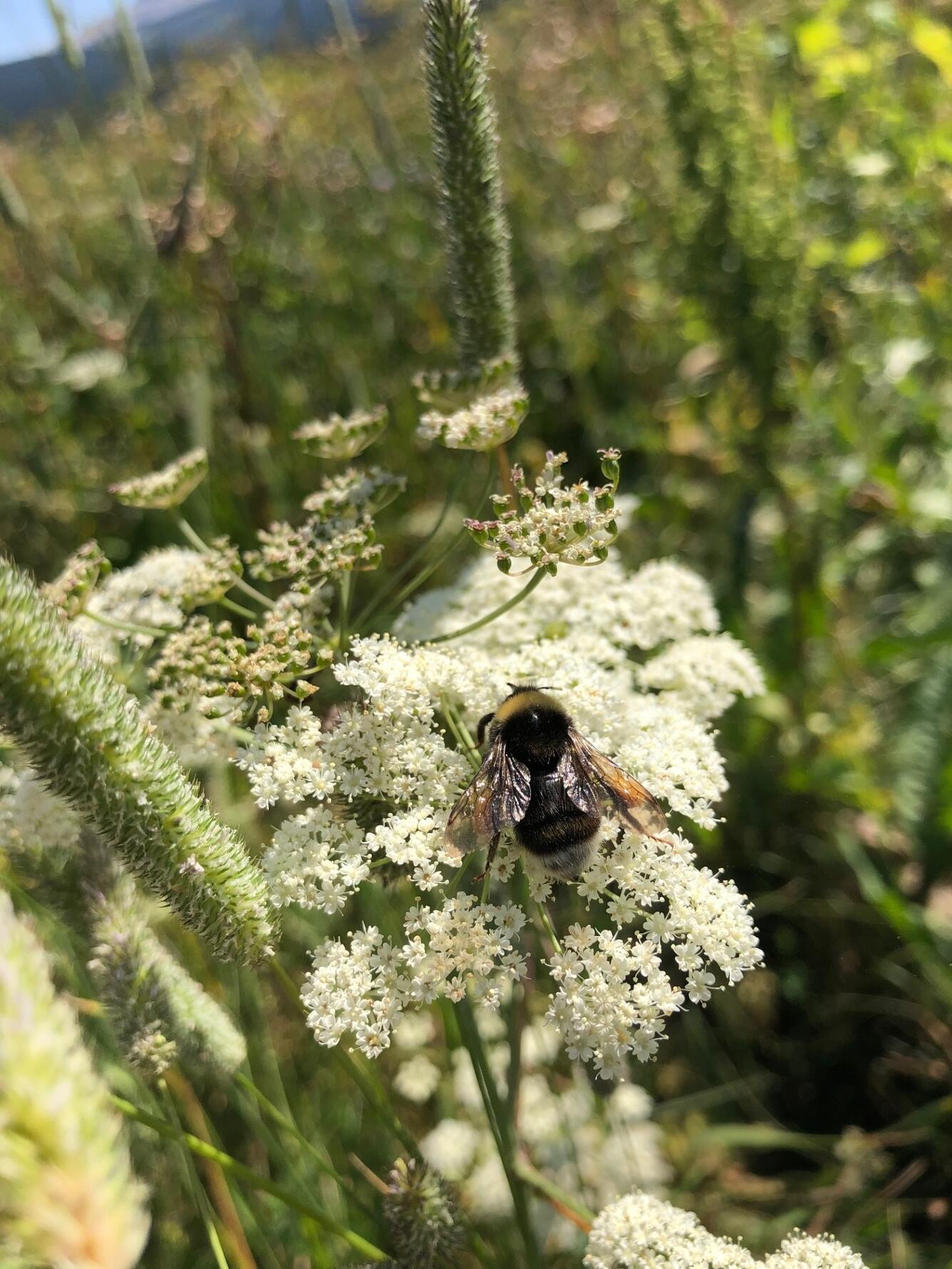 Western bumblebee on a yarrow flower 