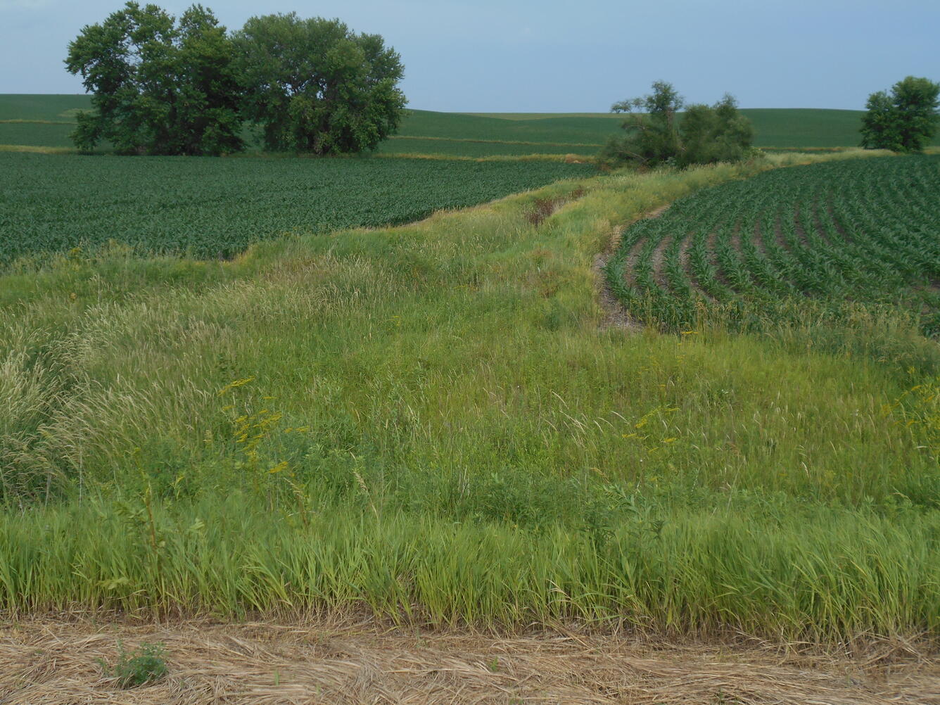 Cornfields in Iowa