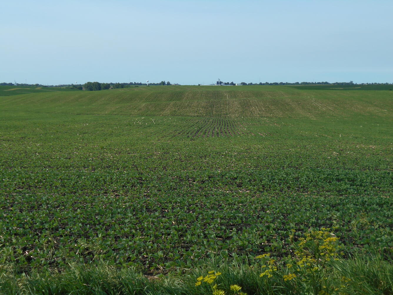Soybean field