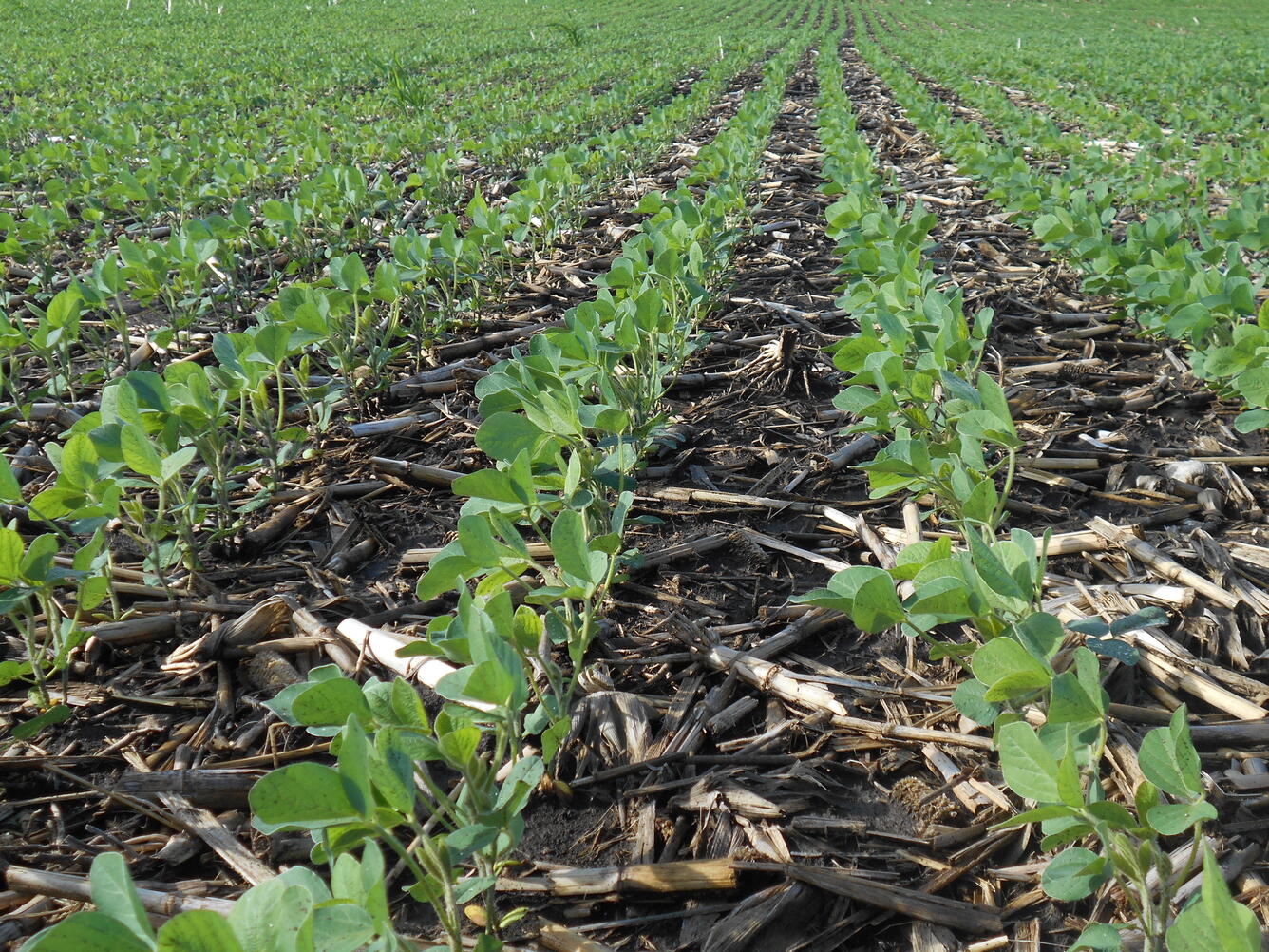 Field of soybeans