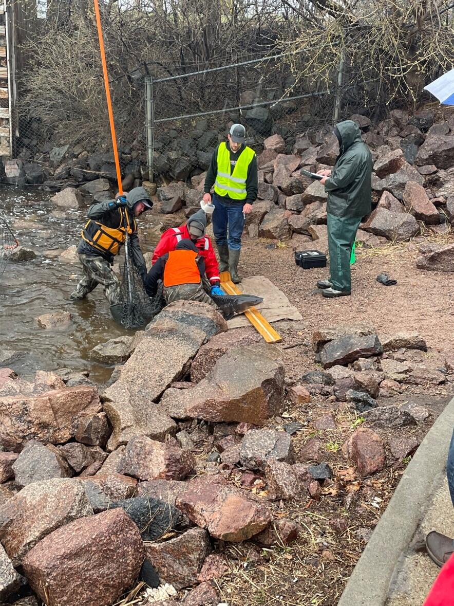 Wisconsin Department of Natural Resources conducts annual dip net surveys at sturgeon spawning locations throughout the Lake 