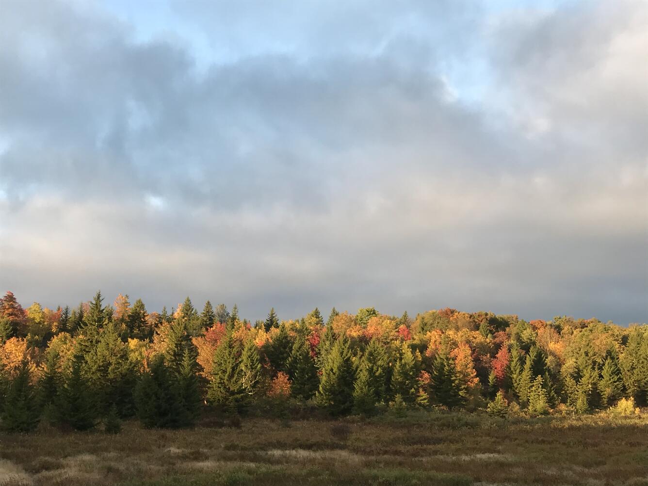 A river running through Dolly Sods Wilderness