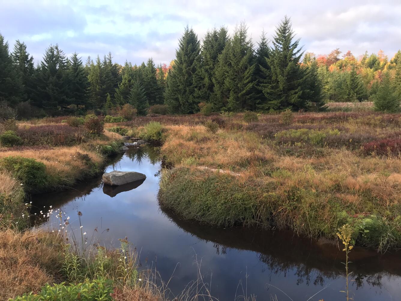 A river running through Dolly Sods, WV.