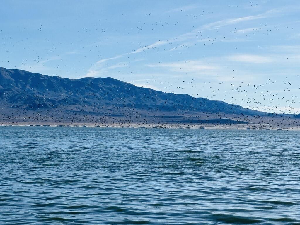 Calm waters of Walker Lake with mountains in the background under a clear blue sky dotted with birds in flight.