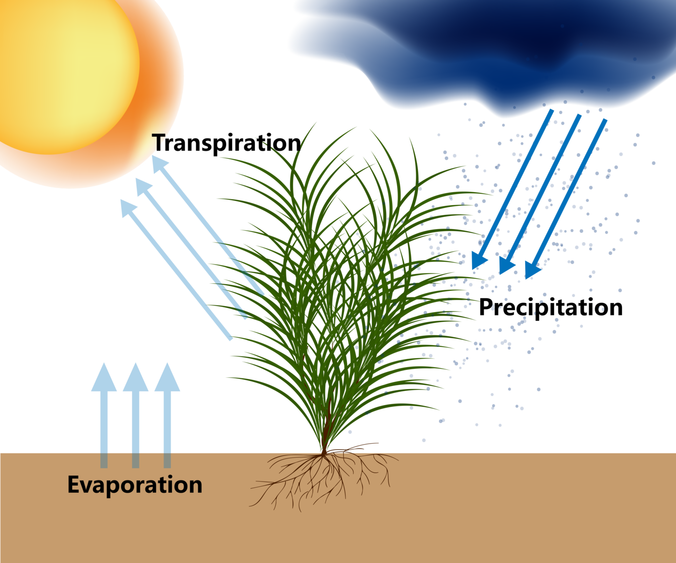 Illustration showing evaporation and transpiration