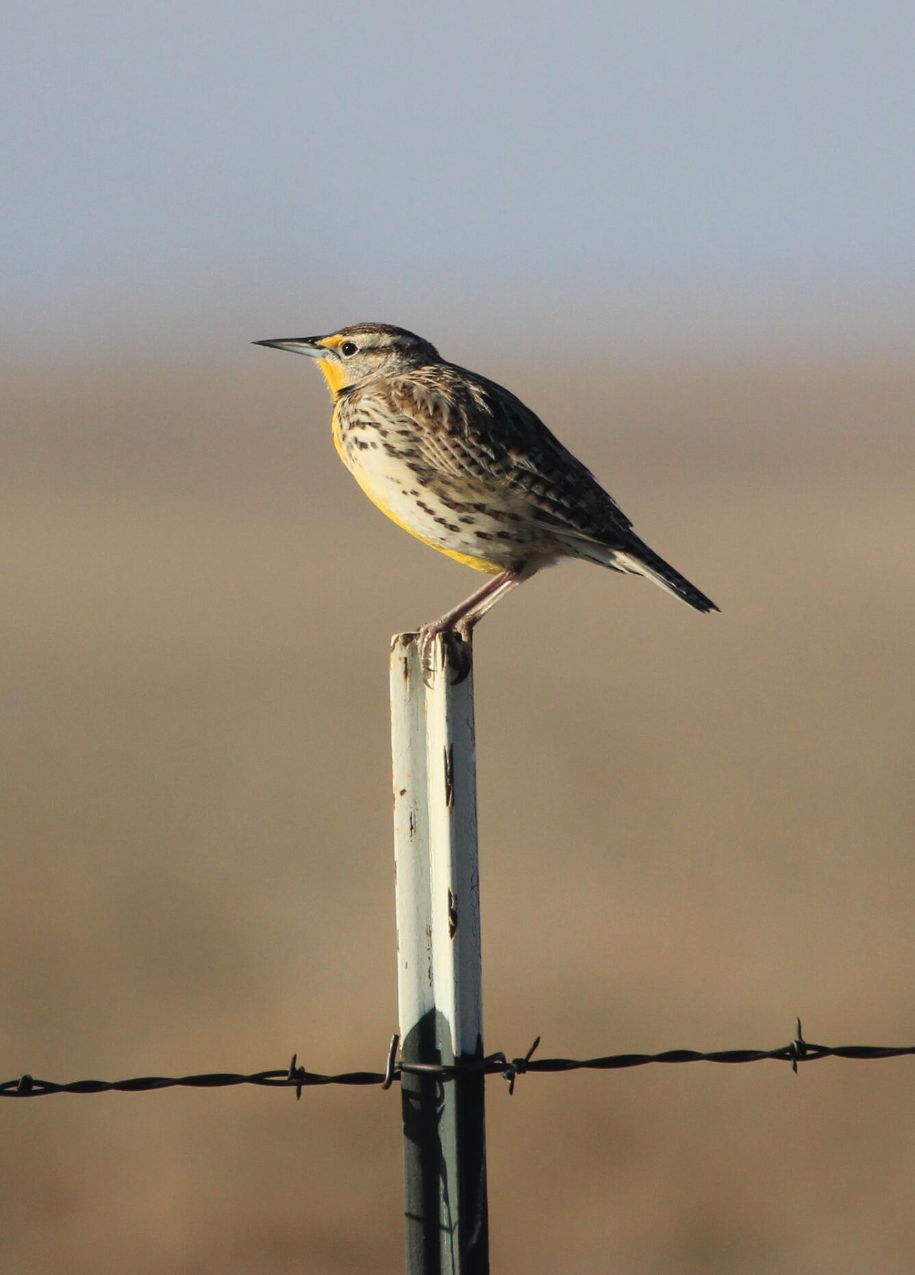 A Western Meadowlark sits atop a pole.