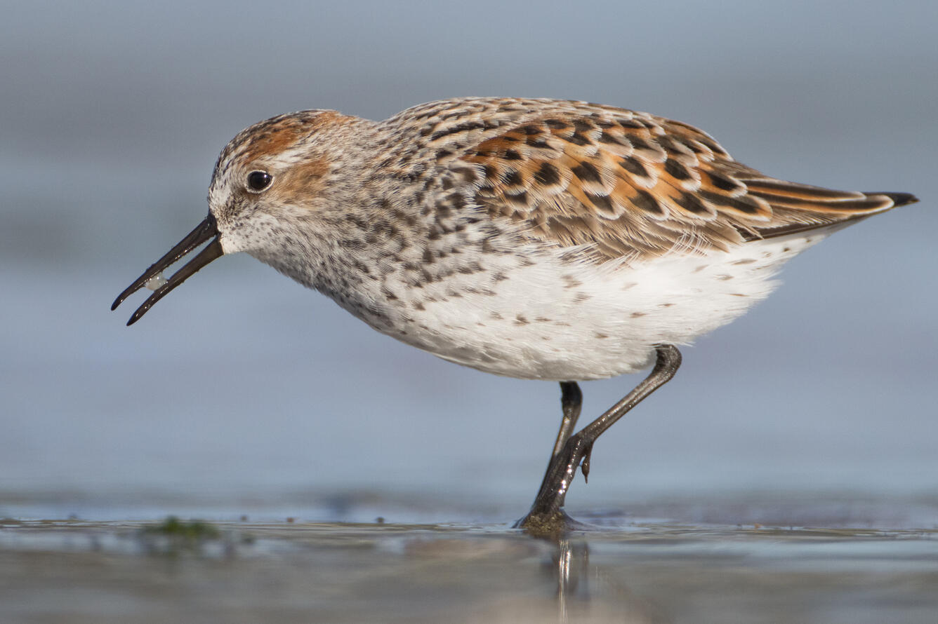 Western sandpiper foraging on a mudflat