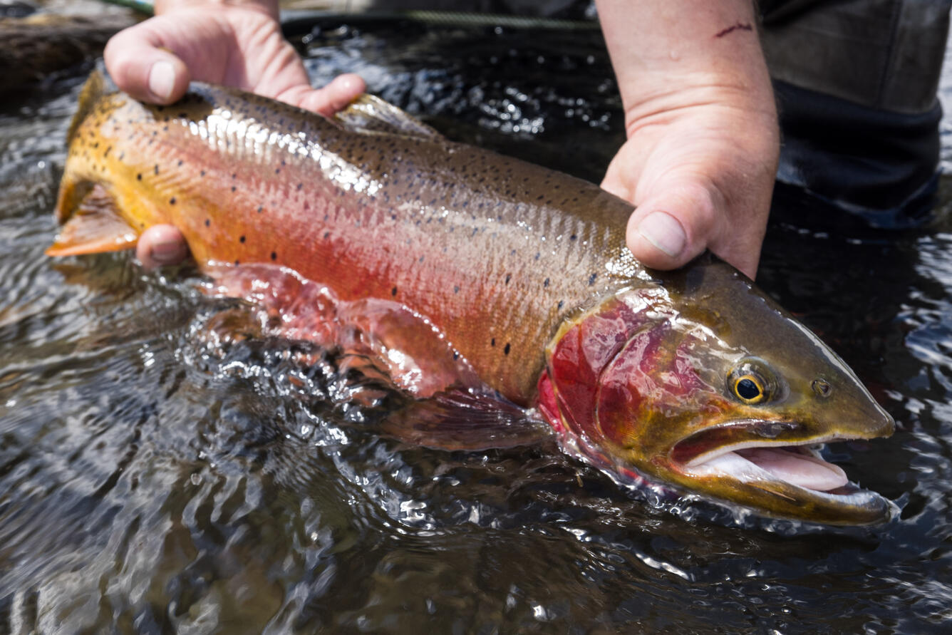 Yellowstone cutthroat trout