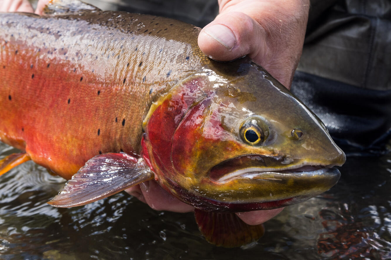 Westslope cutthroat trout