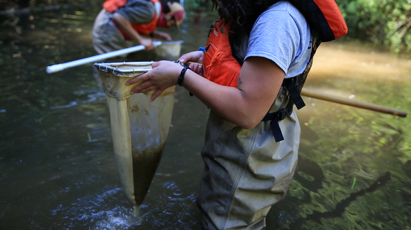 Public participants collect dragonfly larvae using a nets in a lake 