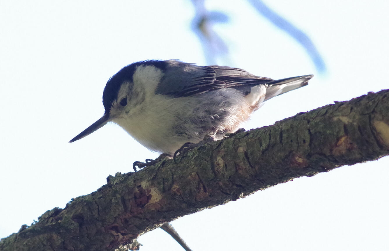 Small, blue-gray, white, and black bird with elongated bill perched on a tree branch.