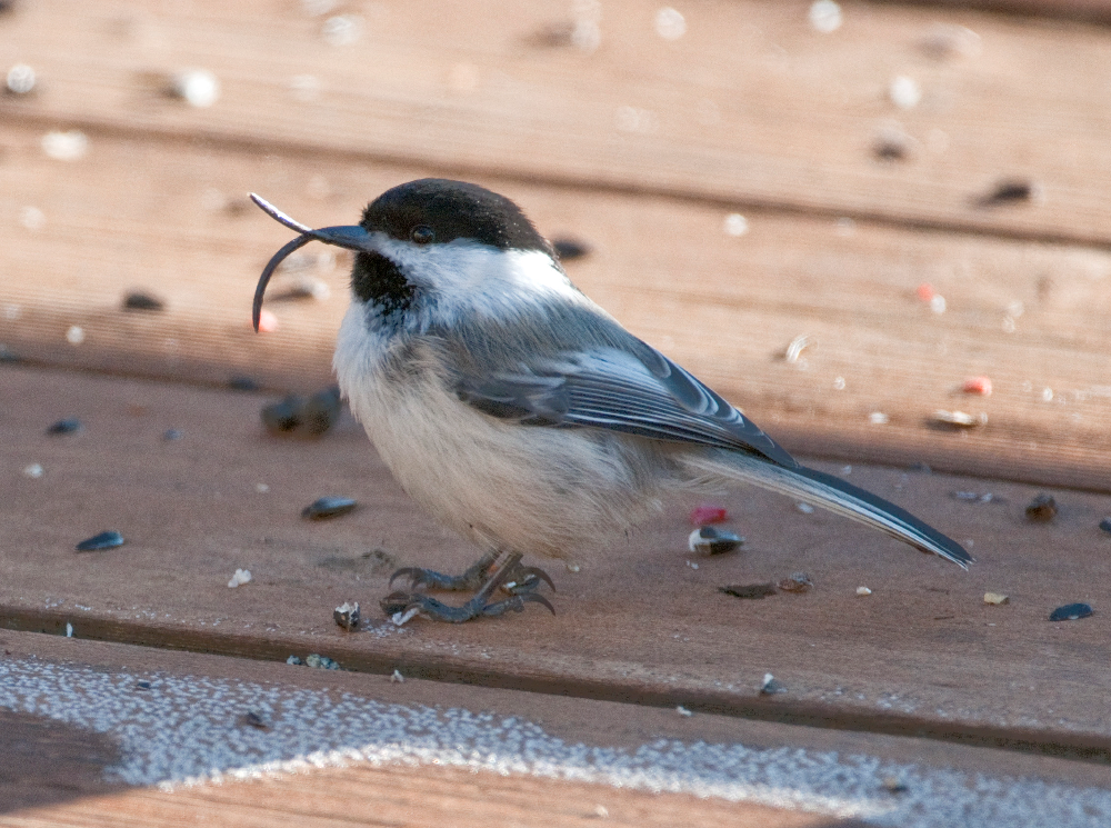 Black-capped Chickadee with deformed beak standing on a piece of wood