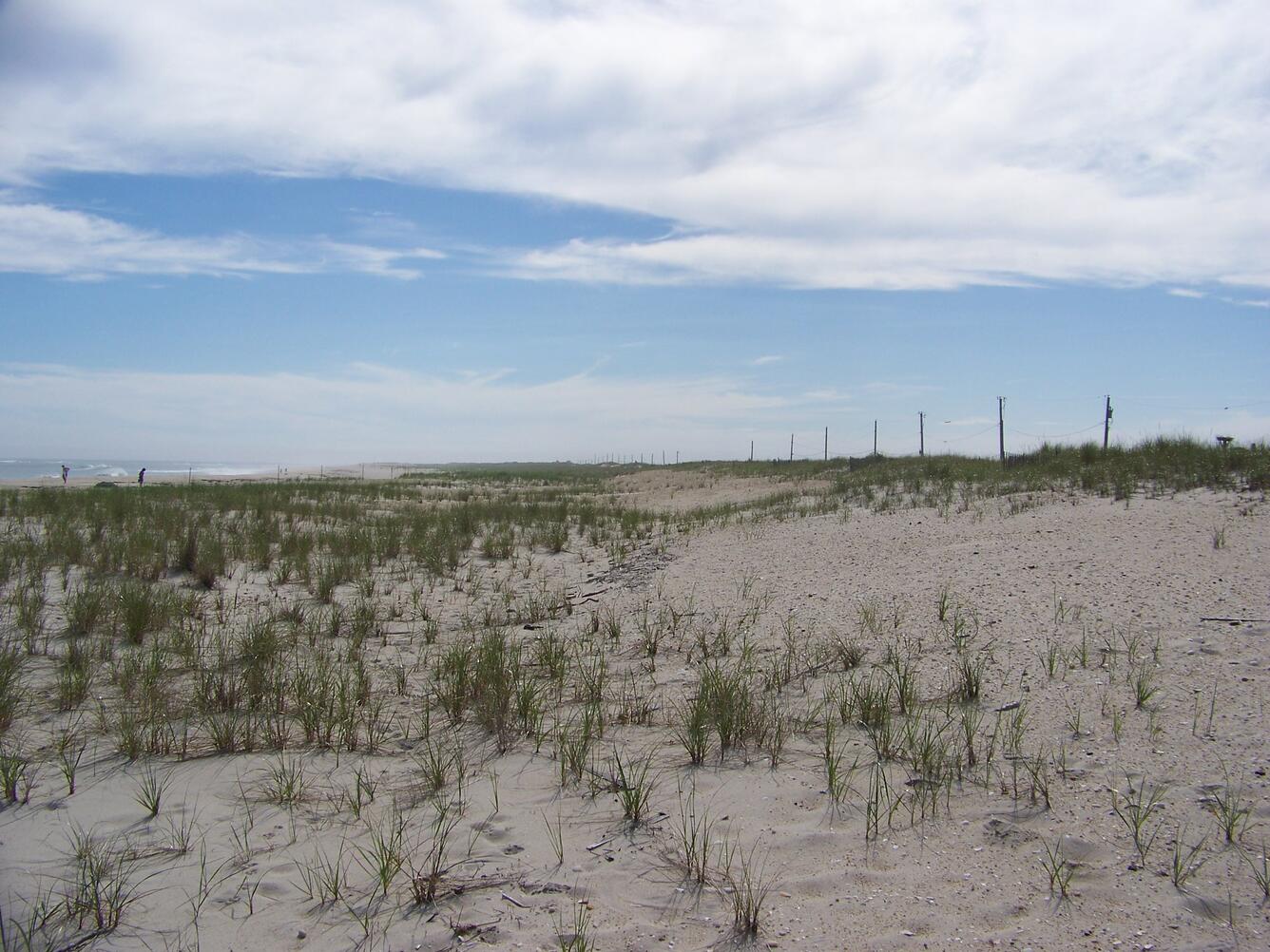 A wide coastal dune with vegetation growing across it and a blue sky in the distance